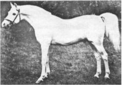 Skowronek Halter photo